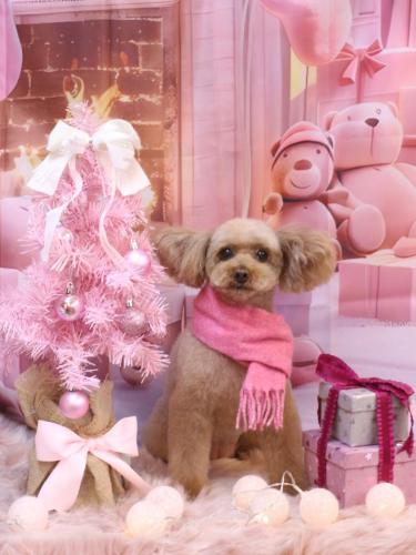 20241229メルちゃん